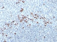 Formalin-fixed, paraffin embedded human tonsil sections stained with 100 ul anti-Kappa Light Chain (clone Kap-56) at 1:50. HIER epitope retrieval prior to staining was performed in 10mM Citrate, pH 6.0.